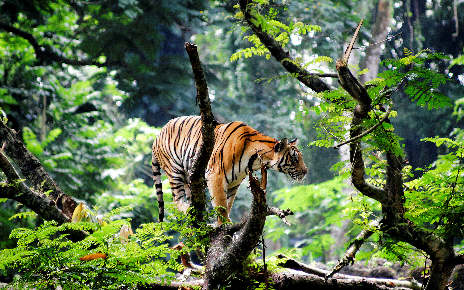 Bengal Tiger in Jungle548888426 - Bengal Tiger in Jungle - Westie, Tiger, Jungle, Bengal